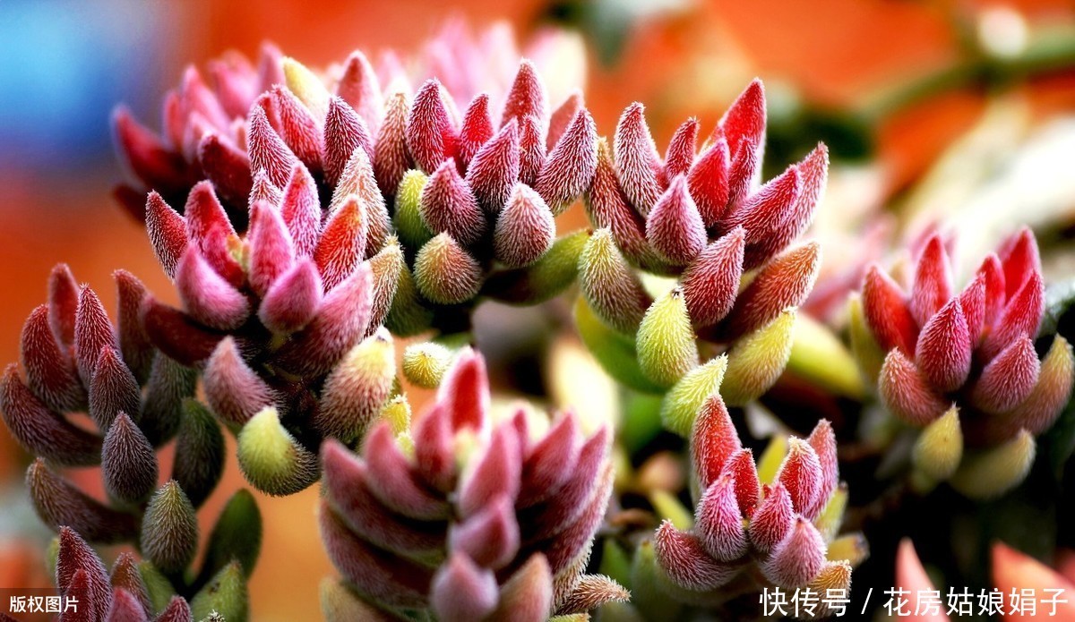 养殖|多肉的专业术语有哪些?学会这些多肉术语,你也可以小装一下