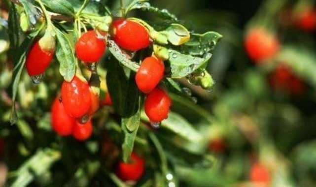 肝脏|枸杞和此物是“好伙伴”，喝三天能补肾，也许还你一个“新肝”！