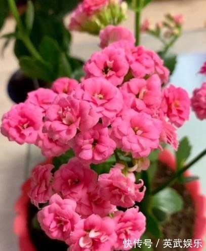 发酵|2种东西别嫌脏,用来养花妙极了,盆土疏松开花美,比花肥好使