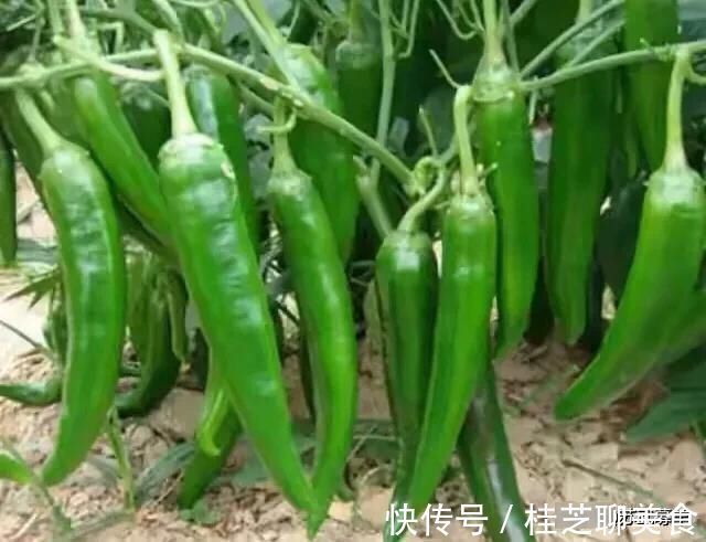 辣椒|简单易学的腌辣椒方法，清香鲜辣吃起来特过瘾，放一年也不会坏