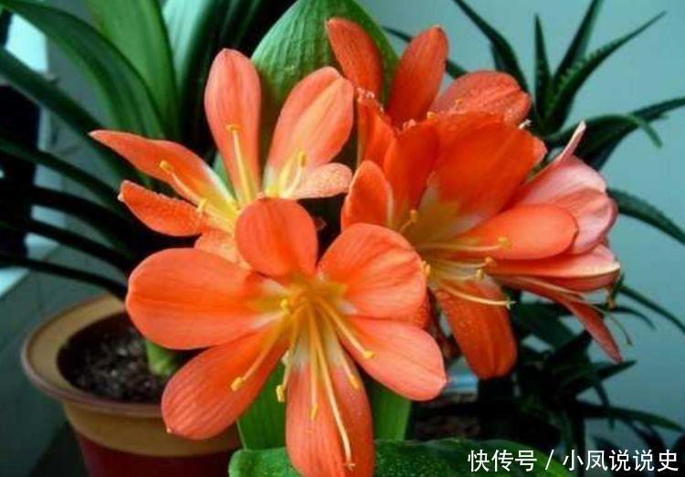 几种植物花期超长的,一开就是大半年,四季有花赏,花美心情好