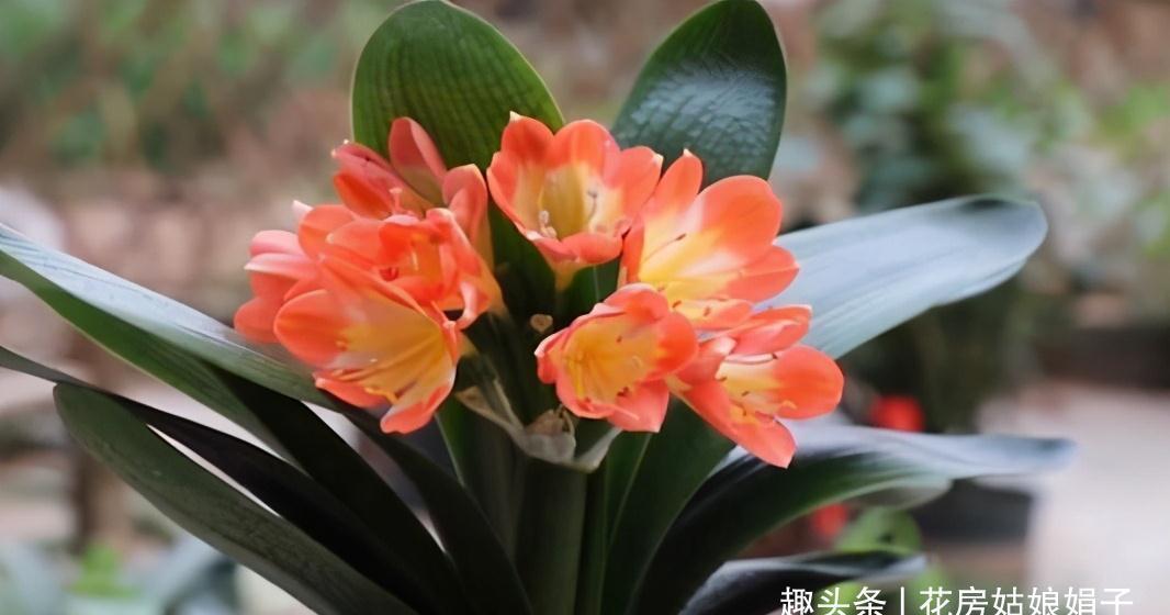 植株|君子兰在花盆里头重脚轻站不稳,别忽视,原因简单危害却很大