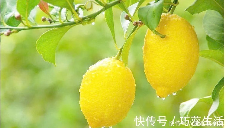 含有|血液粘稠的“稀释药”找到了，每天吃一点，净化血液，血栓不来扰