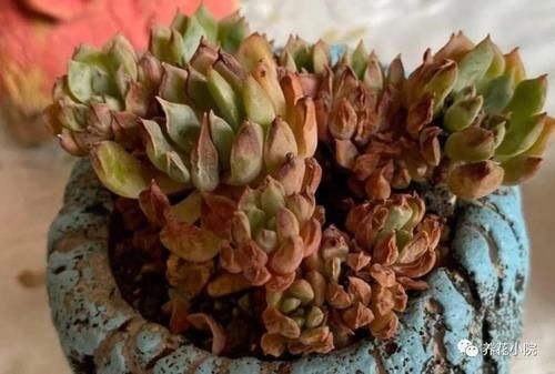 夏天到了,养多肉别犯“3种错误”,否则最后只剩空花盆