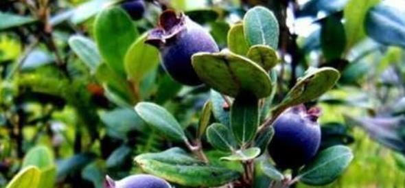 生津止渴|农村山坡上到处都是的野果,能助阳补阴、活血利肝、生津止渴