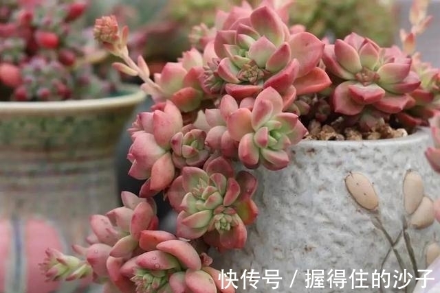 养护|12款多肉天生就爱凑热闹,爆盆群生是强项,花友:养起来真过瘾