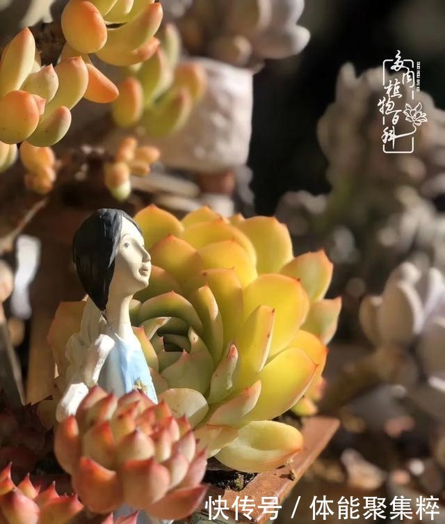 在茜的多肉小院里,花时间种快乐!在茜的多肉小院里,花时间种快乐!
