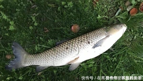 大草|夏季远投钓草鱼的多种方法,可钓底可钓浮,让你轻松钓获大草鱼