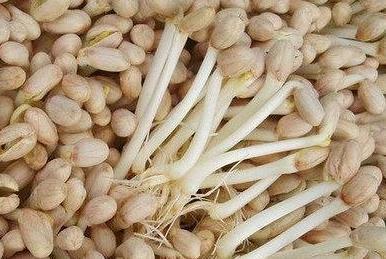 发芽|以下4种食物留着发芽后再吃，并不会中毒，反而营养价值更佳