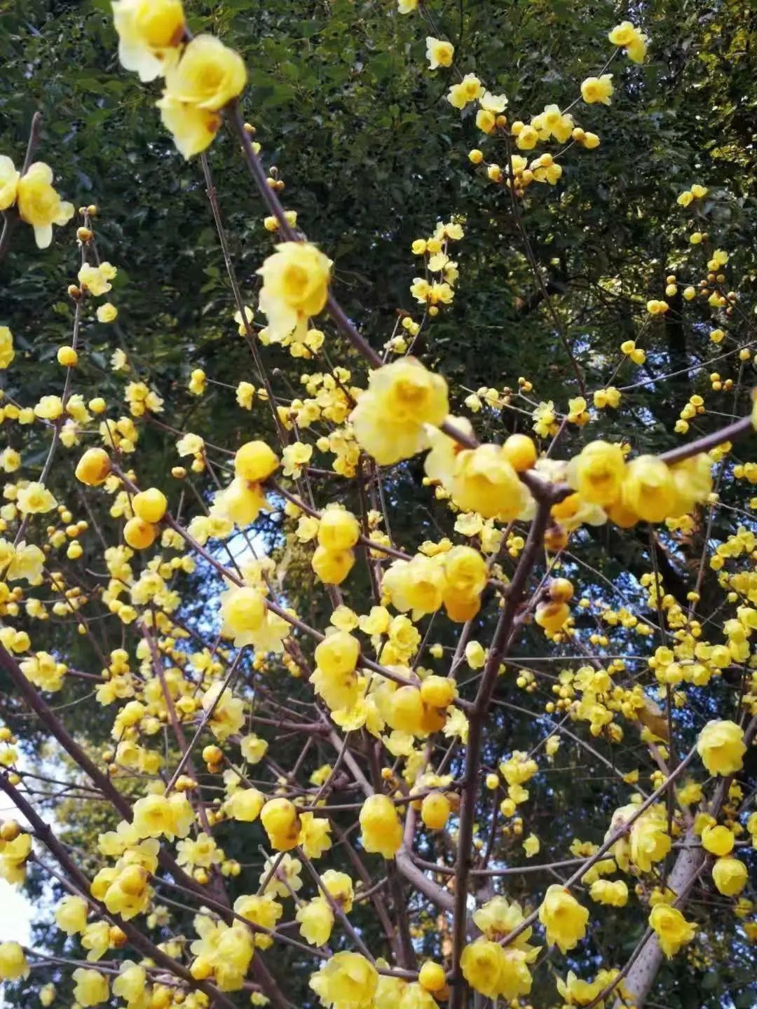 花事|2022年湖北第一场花事来了！快收好这份赏蜡梅地图