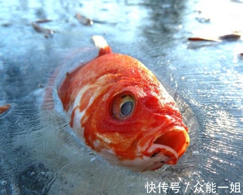 雀鹰|完全冻结的木蛙，与人类指纹几乎相同的考拉，你不知道的生物知识