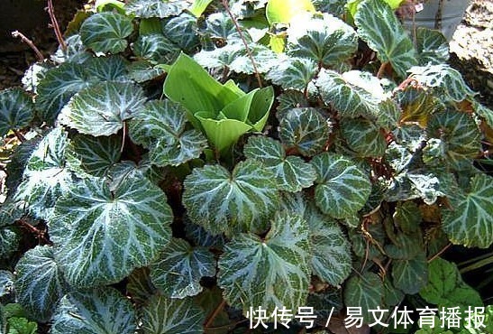 野生植物|这一种长在岩缝的野草，人称“金线吊芙蓉”，能祛风还可以治风疹