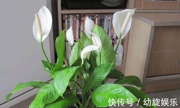 缺水|白掌这样养,保证花多叶亮,不蔫软,不黄叶,真的一帆风顺!