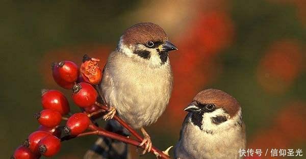 唐伯虎!考官一上联“树大杈多,不宿无毛之鸟”,7岁神童一下联,绝了
