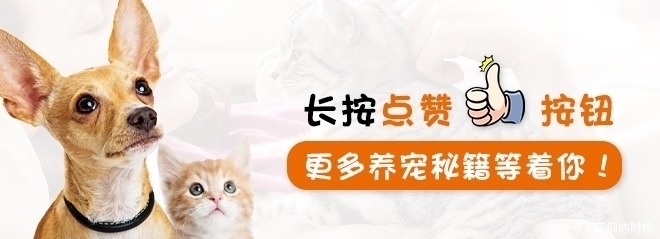 蓝猫鼻子毛怎么发白的 蓝猫鼻子毛怎么发白的