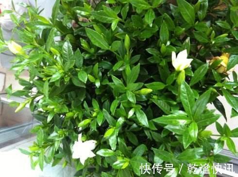 养栀子花，几个“小技巧”，三年养成树，开花满枝，芳香又美丽！