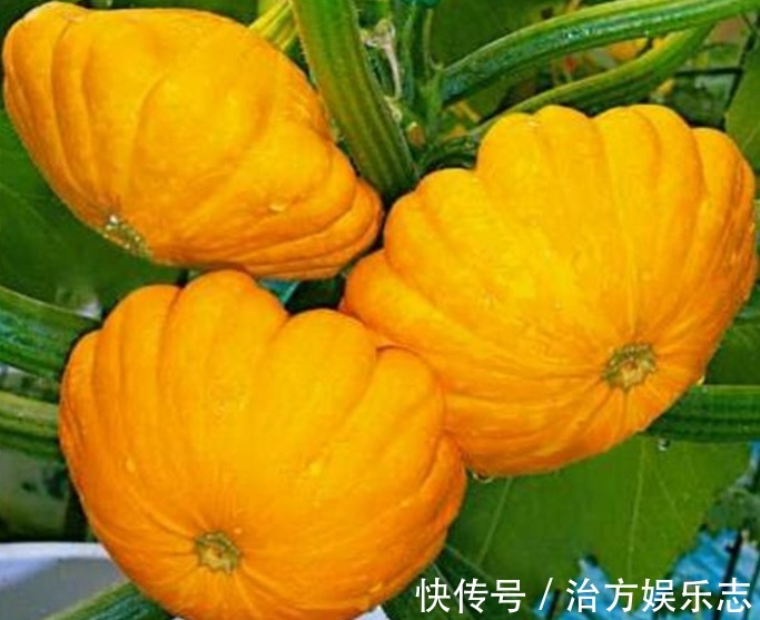 昼夜温差|飞碟瓜营养丰富、减肥瘦身,掌握种植技巧,收获吃不完的飞碟瓜