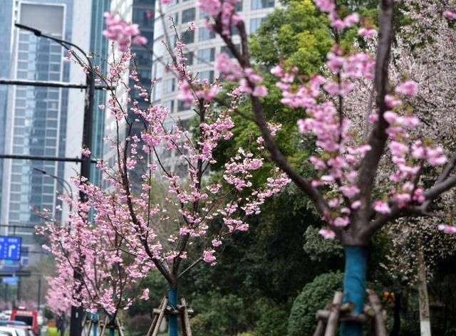太美了！钱江新城一整排“阳光樱”开了，今年是它们第一次跟杭州市民见面