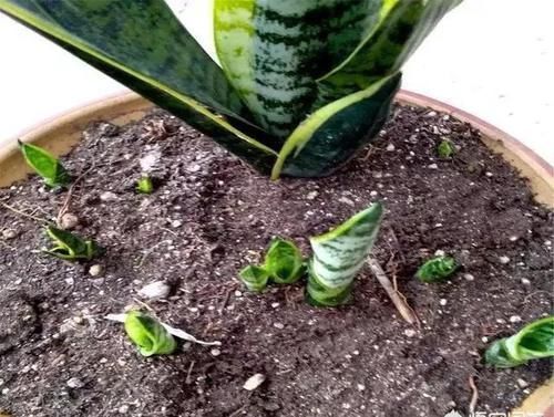 新芽|盆栽的虎皮兰僵住了,不发新芽也不死,是扔还是留?