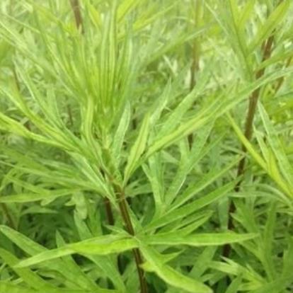 泥蒿|农村一种常见野菜,人称“泥蒿”,是一种上好的野菜