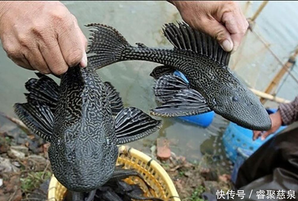 他野钓钓到六斤鲫鱼王,一看竟是“太监鲫鱼”这究竟是谁的功劳