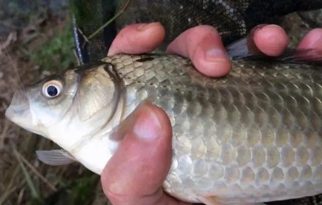 选择温差低于2度,超轻坠钓鱼,渔获惊喜到意想不到!