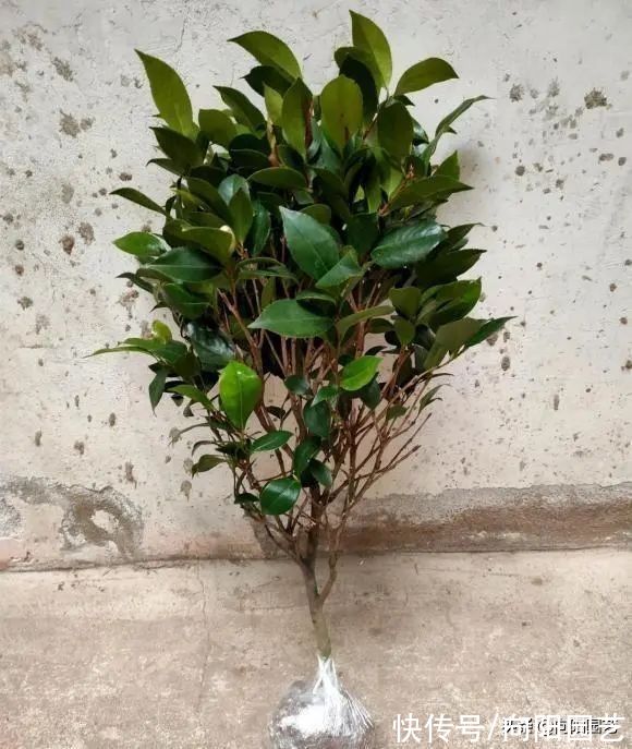 养山茶花,经常遇到的“8大难题”,老花医帮你解决,很实用