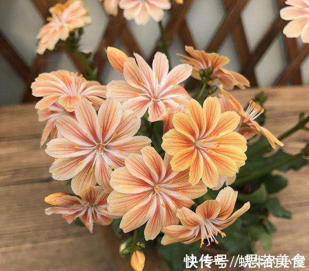 这一种花,四季开花持续不断,放一盆家里还驱蚊,漂亮又好养!