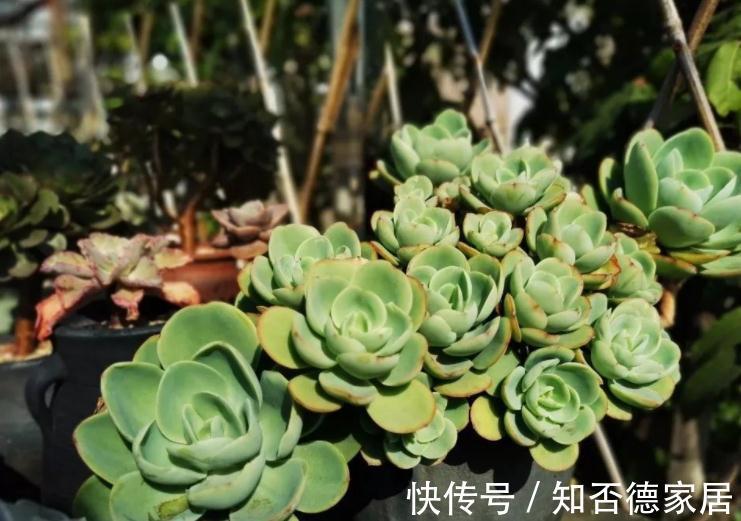 秋季养殖多肉,不管也能上色出状态?错,做好这些才行