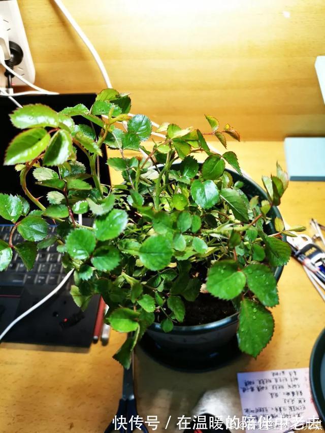 养花技巧公认难养的3种花,高手用经验告诉你,怎样快速开花