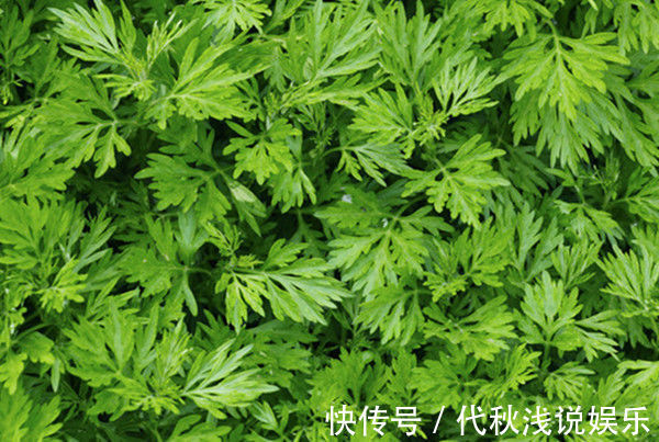 腰腿痛|七年之病,求三年之艾!1把艾草4味药,这样做,改善失眠、腰腿痛