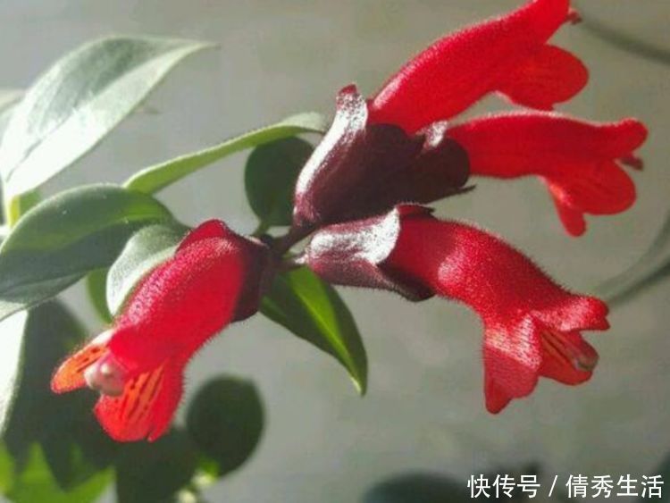 太阳花|此款植物,一年多次开花,花期超半年,花多易爆盆,优雅多态