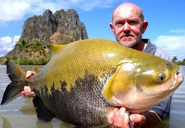 深海鱼|这三种鱼,或是“甲醛”和“重金属”的携带者,平时尽量不吃为好
