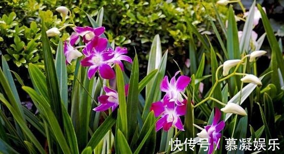家里墨兰怎么养只要学会3点,开花爆盆,花香一整个季节