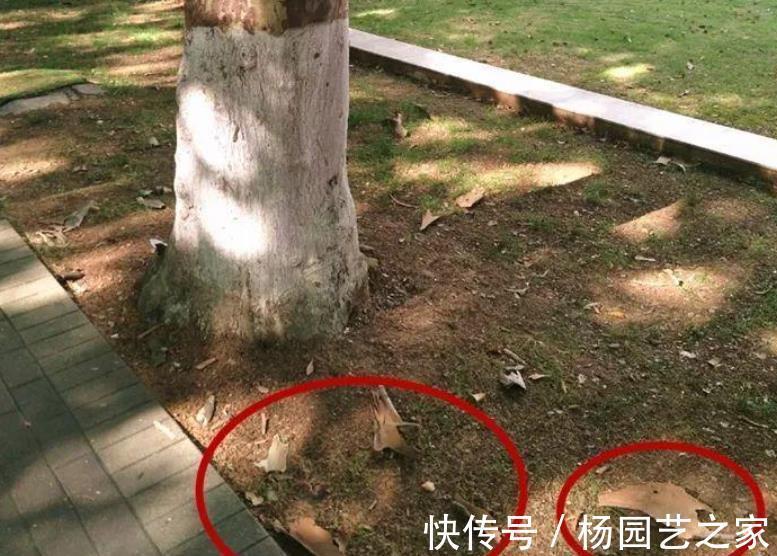 树皮|老化的树皮,堪称“大自然馈赠的养花神器”,制作简单又实用