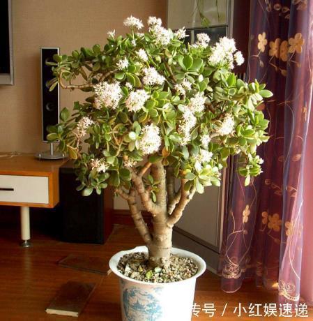 冬天|能开花的“2种树”,养2盆在客厅,可以长得很美,1千元也不卖