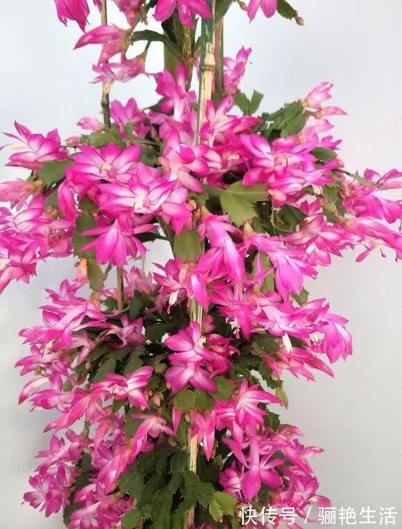 河沙|秋季蟹爪兰根茎腐烂开花少教你“2法”，蟹爪兰一年最少开花3次