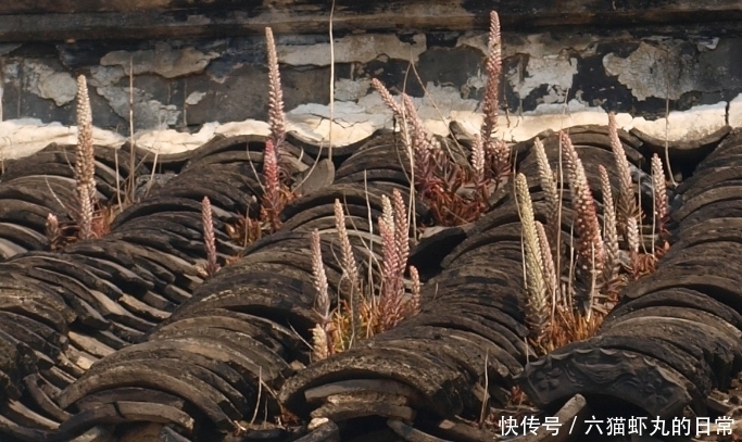  这种平凡而又伟大的小草，若长在你家屋顶，是福气，如今很珍贵