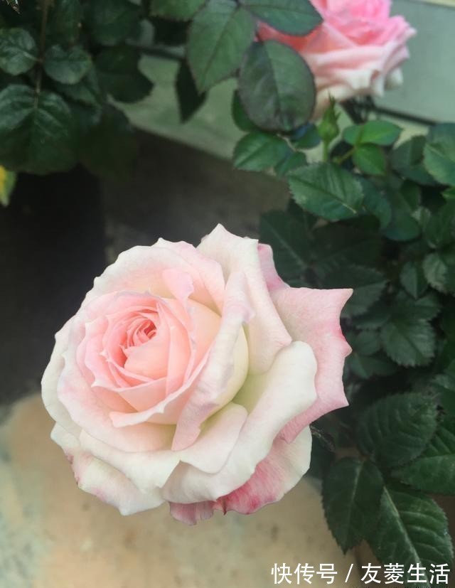 月季花|此花,美过玫瑰,艳过牡丹,四季开花花期长,比养兰花强多了!