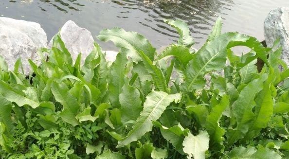 价值|根茎却藏有“黄金”像菠菜的野草,是上等的珍贵药材你们见过吗