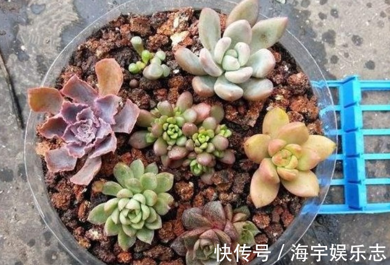 花卉盆栽|3种“垃圾”垫盆底,不黄叶烂根,1年四季叶子油绿,花开爆盆!