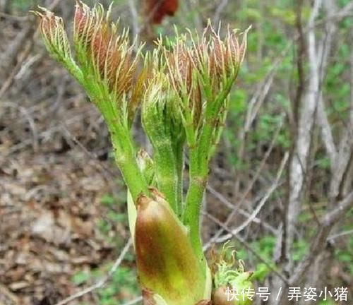 烧火|此树除了烧火还能做盆景,多注意4点需求,植株造型美翻天