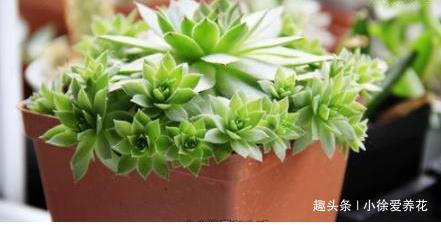 不到一年从1盆变成12盆的多肉植物——观音莲到底该怎么养