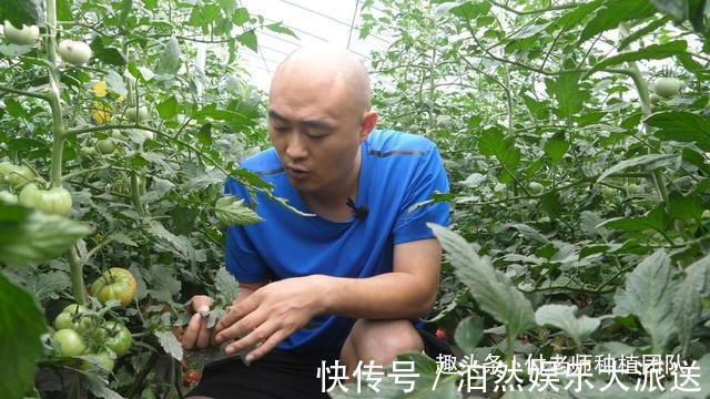 技巧|种茼蒿,采收时连根拔起教你1个技巧,茼蒿摘完一茬又一茬