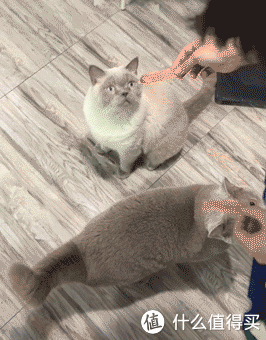 烤制|颜值与功能兼具—海氏i7风炉电烤箱