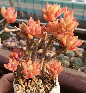  要点|养多肉小美人，了解掌握几个要点，养出橘黄果冻色，十分出众