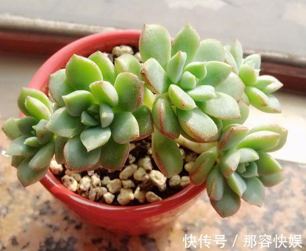 多肉叶插,记住3个小诀窍,生根发芽快,一棵变10棵,一盆变多盆