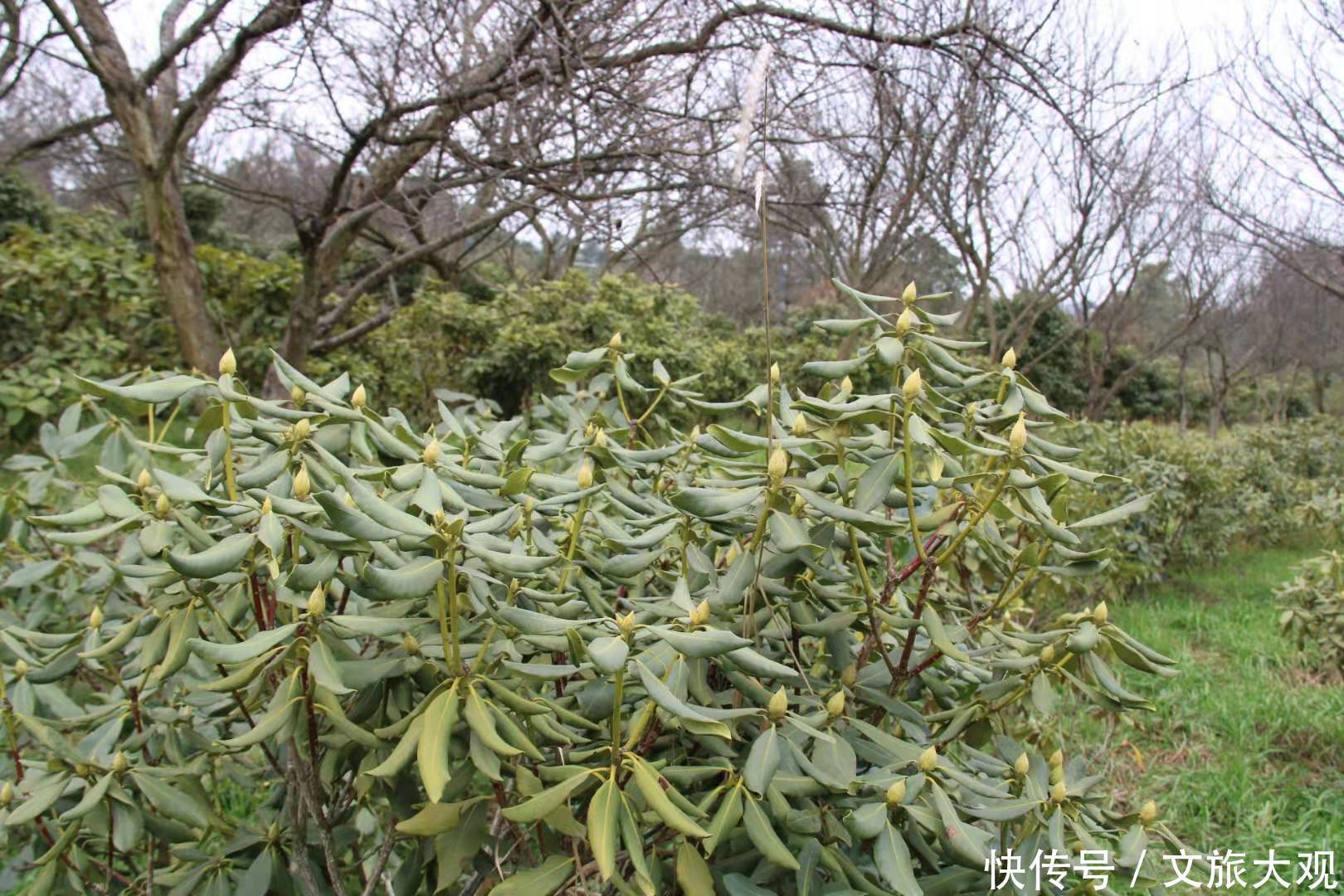 昆明冬日看花