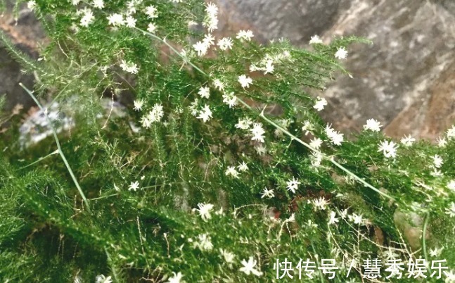 还在用清水浇绿萝别傻了，绿萝是个“大酒鬼”，一小勺就爆盆！