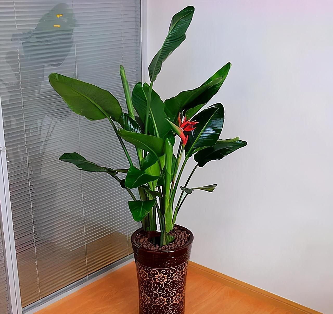 3种花,疯长起来就刹不住车,还贼好看,邻居抢着上门要